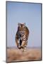 Bengal Tiger Running on Beach-DLILLC-Mounted Photographic Print