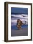 Bengal Tiger Running on Beach-DLILLC-Framed Photographic Print