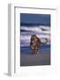 Bengal Tiger Running on Beach-DLILLC-Framed Photographic Print