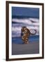 Bengal Tiger Running on Beach-DLILLC-Framed Photographic Print