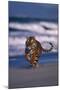 Bengal Tiger Running on Beach-DLILLC-Mounted Photographic Print