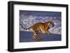 Bengal Tiger Running on Beach-DLILLC-Framed Photographic Print