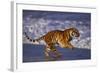 Bengal Tiger Running on Beach-DLILLC-Framed Photographic Print