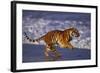 Bengal Tiger Running on Beach-DLILLC-Framed Photographic Print