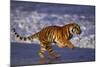 Bengal Tiger Running on Beach-DLILLC-Mounted Photographic Print