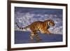 Bengal Tiger Running on Beach-DLILLC-Framed Photographic Print