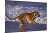 Bengal Tiger Running on Beach-DLILLC-Mounted Photographic Print