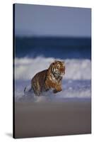 Bengal Tiger Running on Beach-DLILLC-Stretched Canvas