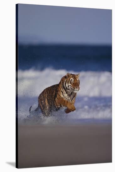 Bengal Tiger Running on Beach-DLILLC-Stretched Canvas
