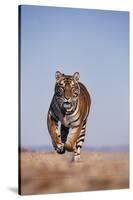 Bengal Tiger Running on Beach-DLILLC-Stretched Canvas