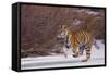 Bengal Tiger Running on Frozen Lake-DLILLC-Framed Stretched Canvas