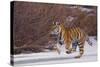 Bengal Tiger Running on Frozen Lake-DLILLC-Stretched Canvas