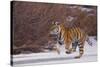 Bengal Tiger Running on Frozen Lake-DLILLC-Stretched Canvas