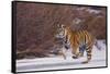 Bengal Tiger Running on Frozen Lake-DLILLC-Framed Stretched Canvas