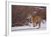 Bengal Tiger Running on Frozen Lake-DLILLC-Framed Photographic Print