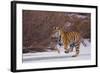 Bengal Tiger Running on Frozen Lake-DLILLC-Framed Photographic Print