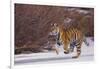 Bengal Tiger Running on Frozen Lake-DLILLC-Framed Photographic Print