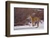 Bengal Tiger Running on Frozen Lake-DLILLC-Framed Photographic Print