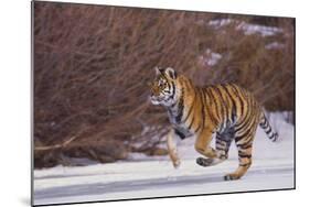 Bengal Tiger Running on Frozen Lake-DLILLC-Mounted Photographic Print