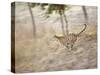 Bengal Tiger Running Through Grass, Bandhavgarh National Park India-E.a. Kuttapan-Stretched Canvas