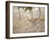 Bengal Tiger Running Through Grass, Bandhavgarh National Park India-E.a. Kuttapan-Framed Photographic Print