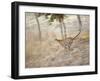 Bengal Tiger Running Through Grass, Bandhavgarh National Park India-E.a. Kuttapan-Framed Photographic Print