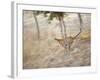 Bengal Tiger Running Through Grass, Bandhavgarh National Park India-E.a. Kuttapan-Framed Photographic Print