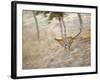 Bengal Tiger Running Through Grass, Bandhavgarh National Park India-E.a. Kuttapan-Framed Photographic Print