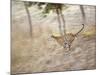 Bengal Tiger Running Through Grass, Bandhavgarh National Park India-E.a. Kuttapan-Mounted Photographic Print