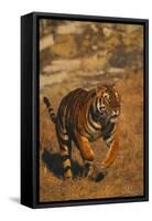 Bengal Tiger Running-DLILLC-Framed Stretched Canvas