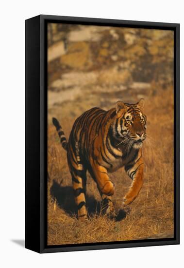 Bengal Tiger Running-DLILLC-Framed Stretched Canvas