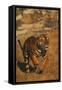 Bengal Tiger Running-DLILLC-Framed Stretched Canvas