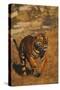 Bengal Tiger Running-DLILLC-Stretched Canvas