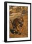 Bengal Tiger Running-DLILLC-Framed Photographic Print