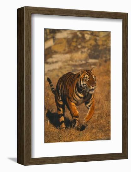 Bengal Tiger Running-DLILLC-Framed Photographic Print