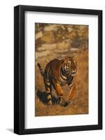 Bengal Tiger Running-DLILLC-Framed Photographic Print