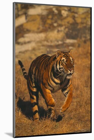 Bengal Tiger Running-DLILLC-Mounted Photographic Print