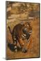 Bengal Tiger Running-DLILLC-Mounted Photographic Print