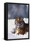 Bengal Tiger Sitting in Snow-DLILLC-Framed Stretched Canvas