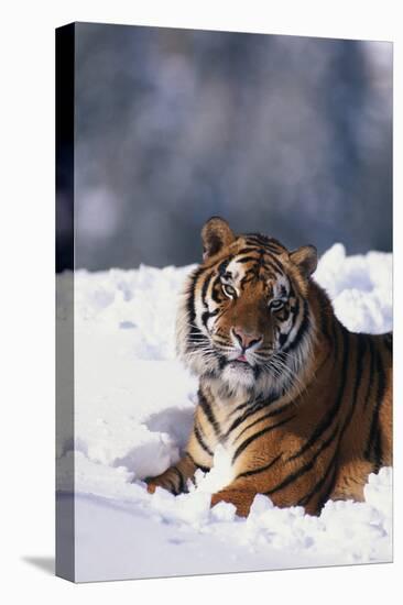 Bengal Tiger Sitting in Snow-DLILLC-Stretched Canvas