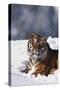 Bengal Tiger Sitting in Snow-DLILLC-Stretched Canvas