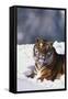 Bengal Tiger Sitting in Snow-DLILLC-Framed Stretched Canvas