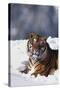 Bengal Tiger Sitting in Snow-DLILLC-Stretched Canvas