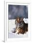 Bengal Tiger Sitting in Snow-DLILLC-Framed Premium Photographic Print