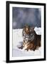 Bengal Tiger Sitting in Snow-DLILLC-Framed Premium Photographic Print