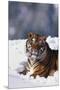 Bengal Tiger Sitting in Snow-DLILLC-Mounted Premium Photographic Print