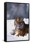 Bengal Tiger Sitting in Snow-DLILLC-Framed Stretched Canvas