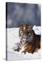 Bengal Tiger Sitting in Snow-DLILLC-Stretched Canvas