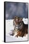 Bengal Tiger Sitting in Snow-DLILLC-Framed Stretched Canvas