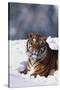 Bengal Tiger Sitting in Snow-DLILLC-Stretched Canvas